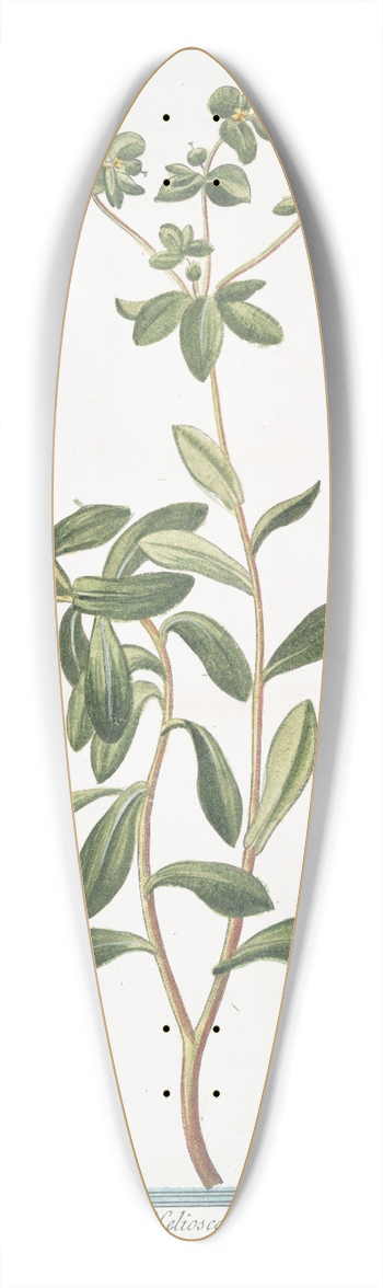 Giorgio Bonelli - Tithymalus Helioscopius  Titimalo Elioscopio  Lpurge. (Wart- weed) 39.3 inch art pintail longboard deck