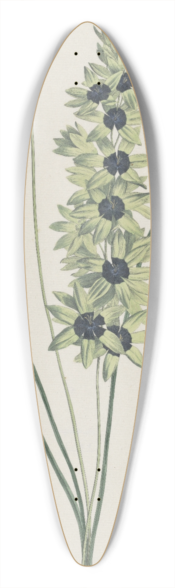 Hendrik Schwegman - Afrikaanse iris (Ixia maculata viridis) 39.3 inch art pintail longboard deck