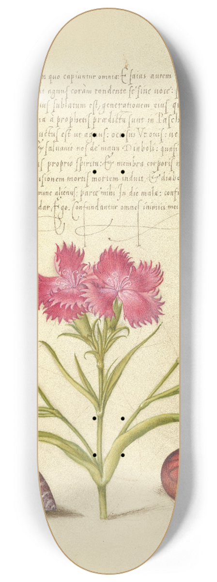 Joris Hoefnagel - Insect, Sweet William, Spider, Marine Mollusk, and Eye of Santa Lucia 8.25 inch art skate deck