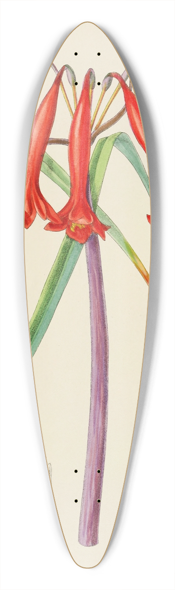Illtyd Buller Pole-Evans - Cyrtanthus Augustifolius 39.3 inch art pintail longboard deck