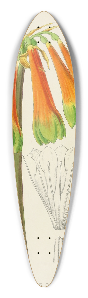 Illtyd Buller Pole-Evans - Cyrtanthus Obliquus 39.3 inch art pintail longboard deck