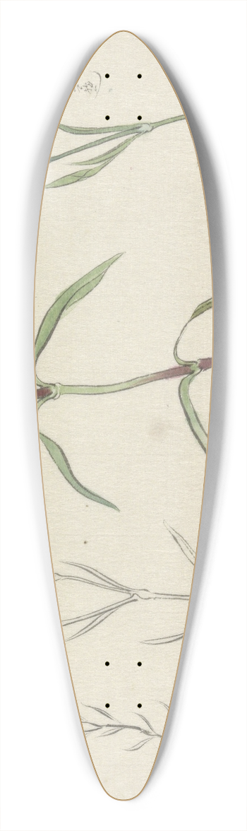 Ishikawa Kazan - Schetsblad met studies van een wilde anjelier 39.3 inch art pintail longboard deck