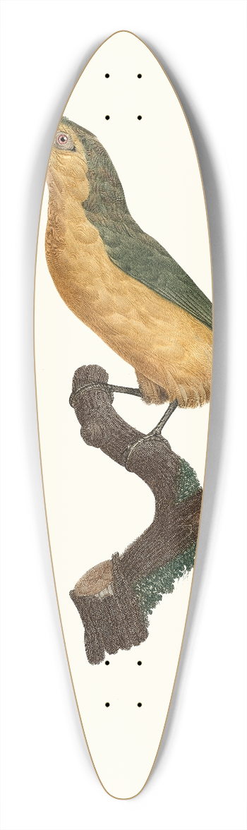 Jacques Barraband - LAracari baillon. 39.3 inch art pintail longboard deck