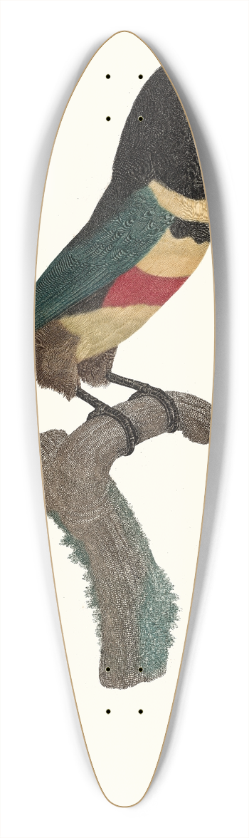 Jacques Barraband - LAracari,  double ceinture. 39.3 inch art pintail longboard deck