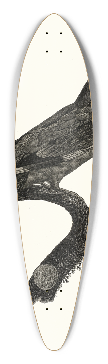 Jacques Barraband - Le Rollier, vari dAfrique. 39.3 inch art pintail longboard deck