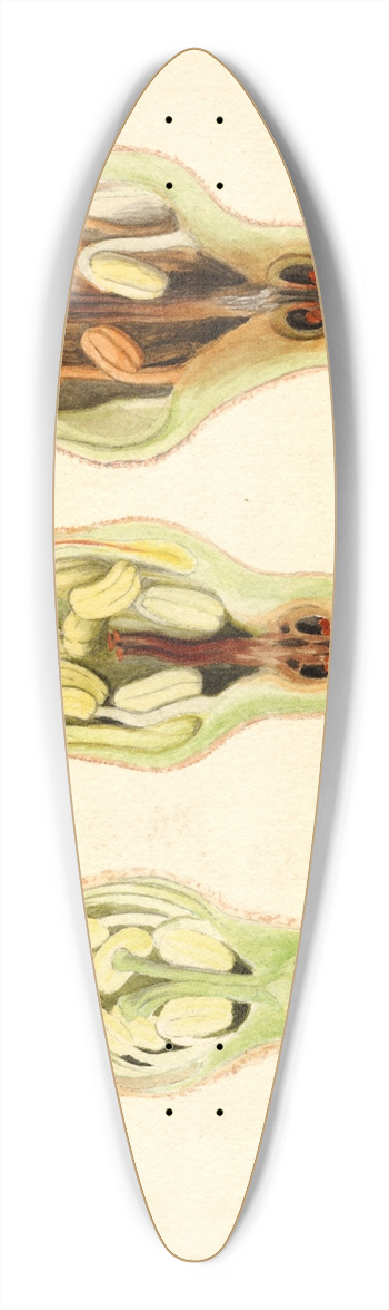 James Marion Shull - Malus domestica 39.3 inch art pintail longboard deck