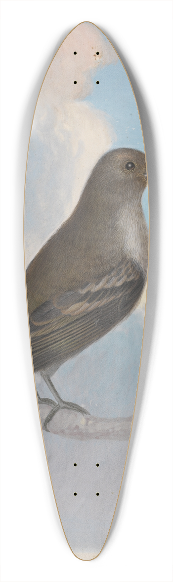 James Sowerby - A Bird 39.3 inch art pintail longboard deck