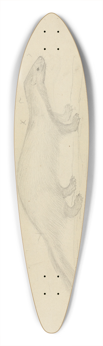 James Sowerby - Two Weasels 39.3 inch art pintail longboard deck