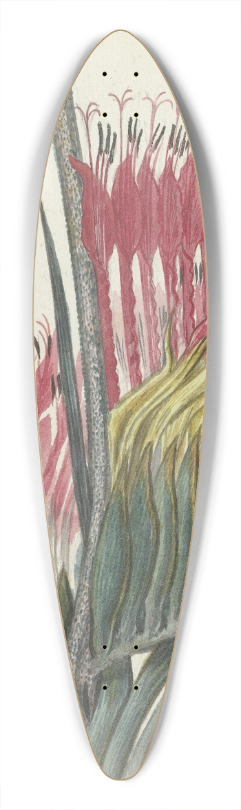 Jan Brandes - Kaapse bloem 39.3 inch art pintail longboard deck