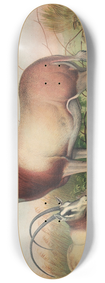 Joseph Wolf - The Leucoryx Antelope 8.25 inch art skate deck