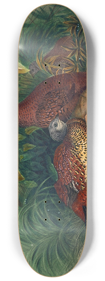 Joseph Wolf - The Painted Spur-Fowl 8.25 inch art skate deck