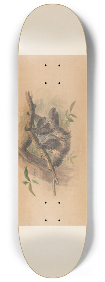 Joseph Wolf - The Three-toed Sloth 8.25 inch art skate deck