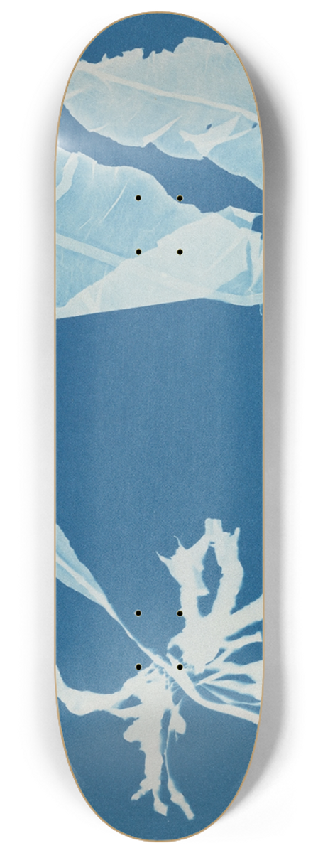 Anna Atkins - Alaria esculenta 8.25 inch art skate deck