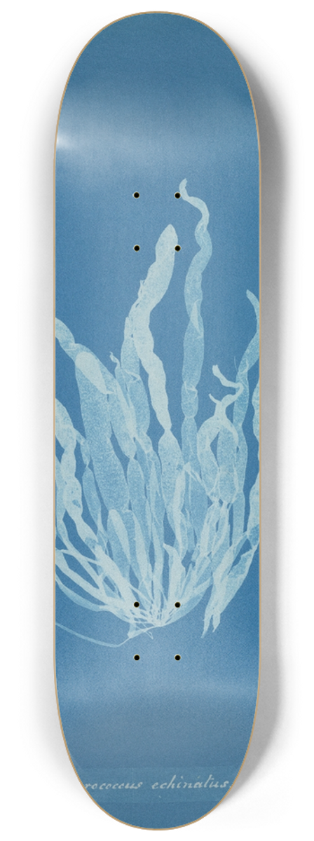Anna Atkins - Asperococcus echinatus 8.25 inch art skate deck