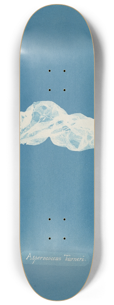 Anna Atkins - Asperococcus Turneri 8.25 inch art skate deck