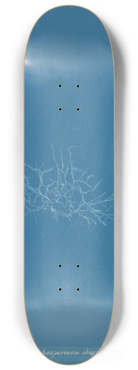 Anna Atkins - Batrachospermum stagnale 8.25 inch art skate deck