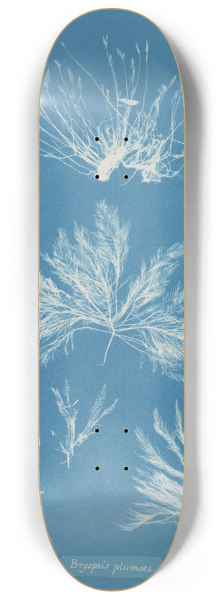 Anna Atkins - Bryopsis plumosa 8.25 inch art skate deck