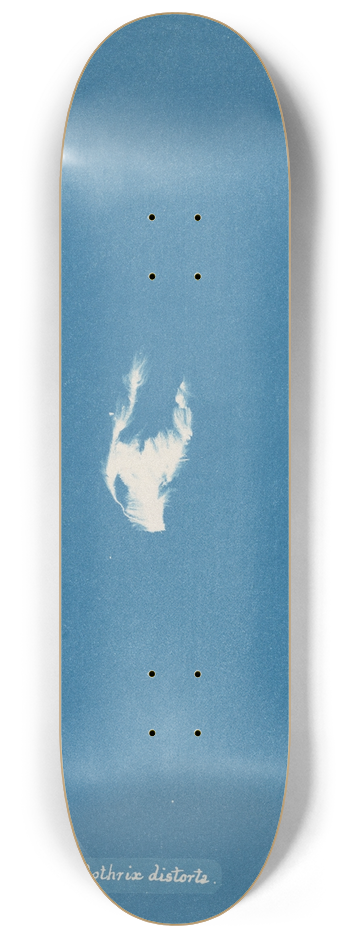 Anna Atkins - Calothrix distorta 8.25 inch art skate deck