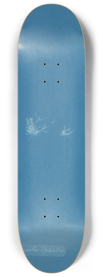 Anna Atkins - Catenella opuntia 8.25 inch art skate deck
