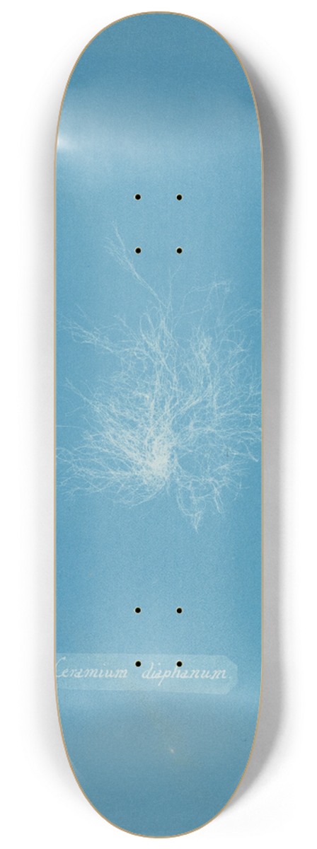 Anna Atkins - Ceramium diaphanum 8.25 inch art skate deck