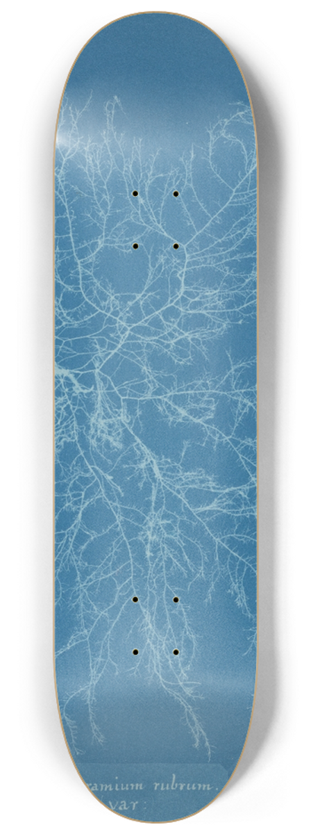 Anna Atkins - Ceramium rubrum, var. 8.25 inch art skate deck