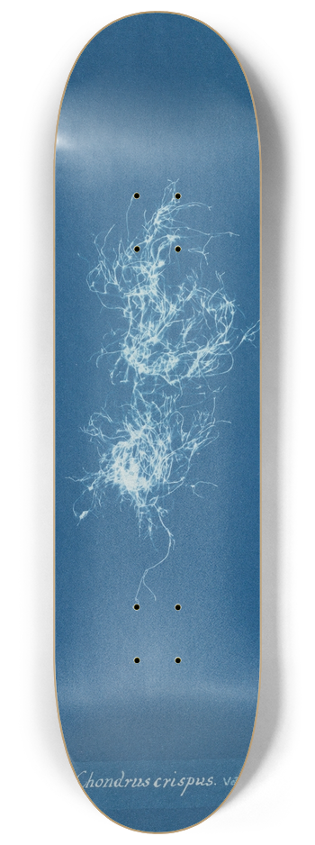 Anna Atkins - Chondrus crispus var. 8.25 inch art skate deck