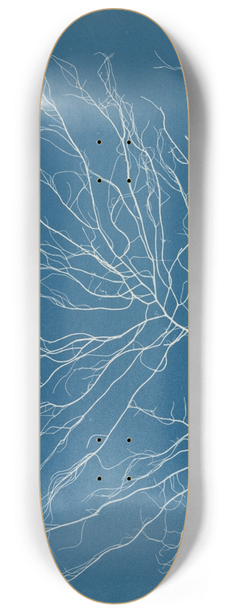 Anna Atkins - Chordaria flagelliformis. 8.25 inch art skate deck