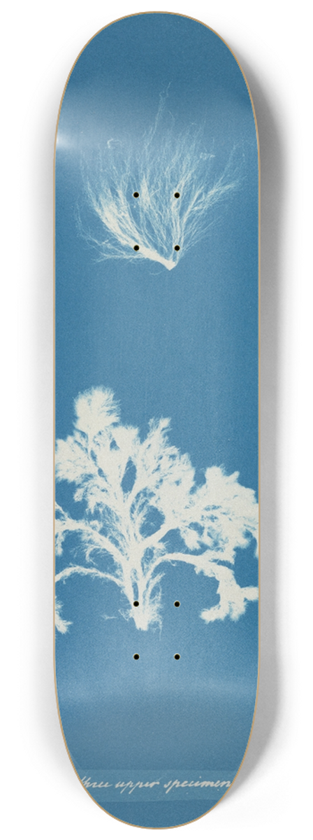Anna Atkins - Conferva arcta; the three upper specimens in the young state 8.25 inch art skate deck
