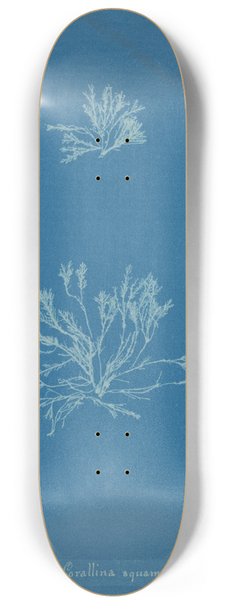 Anna Atkins - Corallina squamata 8.25 inch art skate deck