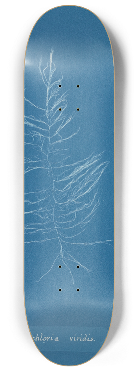 Anna Atkins - Dichloria viridis 8.25 inch art skate deck