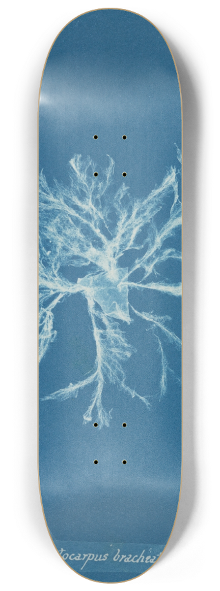 Anna Atkins - Ectocarpus brachiatus 8.25 inch art skate deck