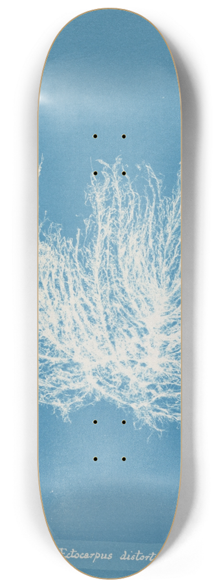 Anna Atkins - Ectocarpus distortus 8.25 inch art skate deck