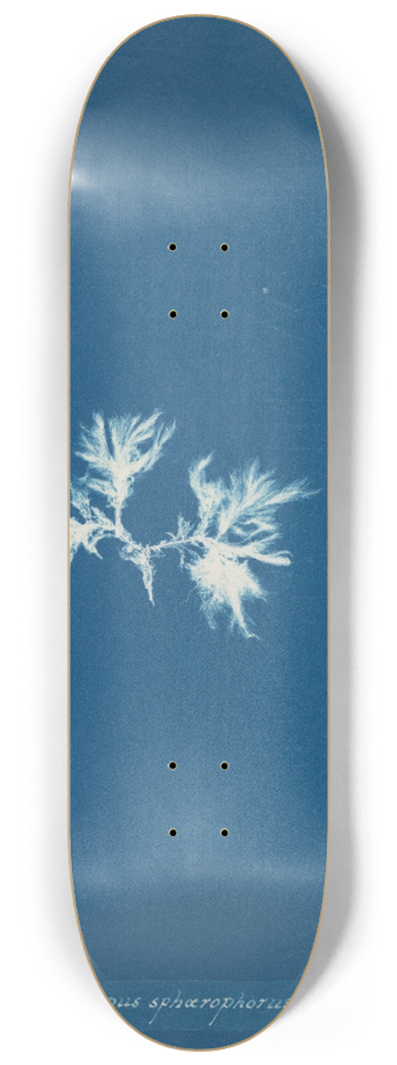 Anna Atkins - Ectocarpus sphaerophorus 8.25 inch art skate deck