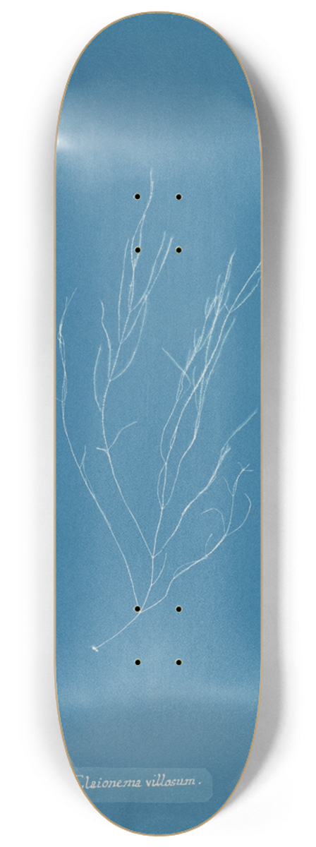 Anna Atkins - Elaionema villosum 8.25 inch art skate deck