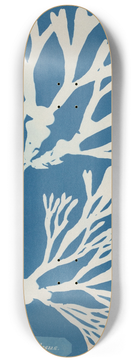 Anna Atkins - Fucus vesiculosus 8.25 inch art skate deck