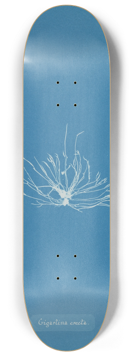 Anna Atkins - Gigartina erecta 8.25 inch art skate deck