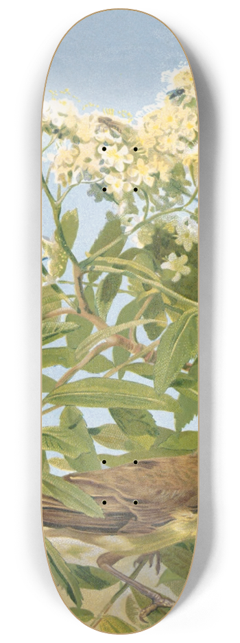 Lo-Paul Robert - Hypolais Polyglotte 8.25 inch art skate deck