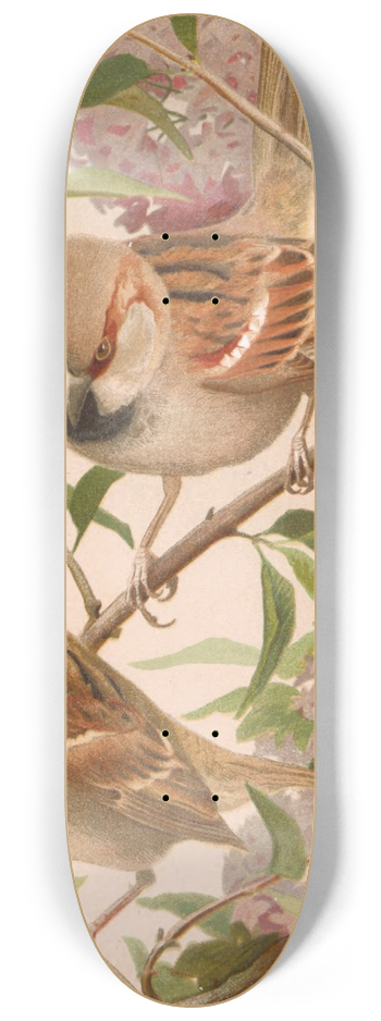 Lo-Paul Robert - Moineau Franc 8.25 inch art skate deck