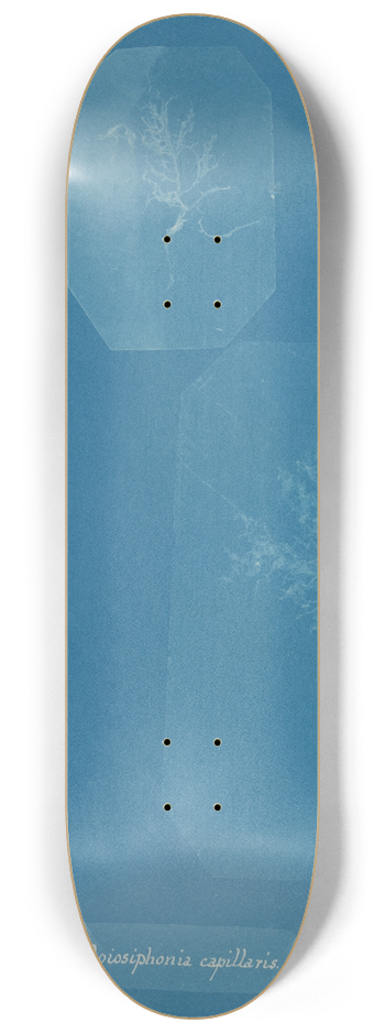 Anna Atkins - Gloiosiphonia capillaris 8.25 inch art skate deck