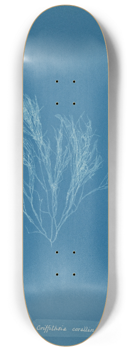 Anna Atkins - Griffithsia corallina. 8.25 inch art skate deck