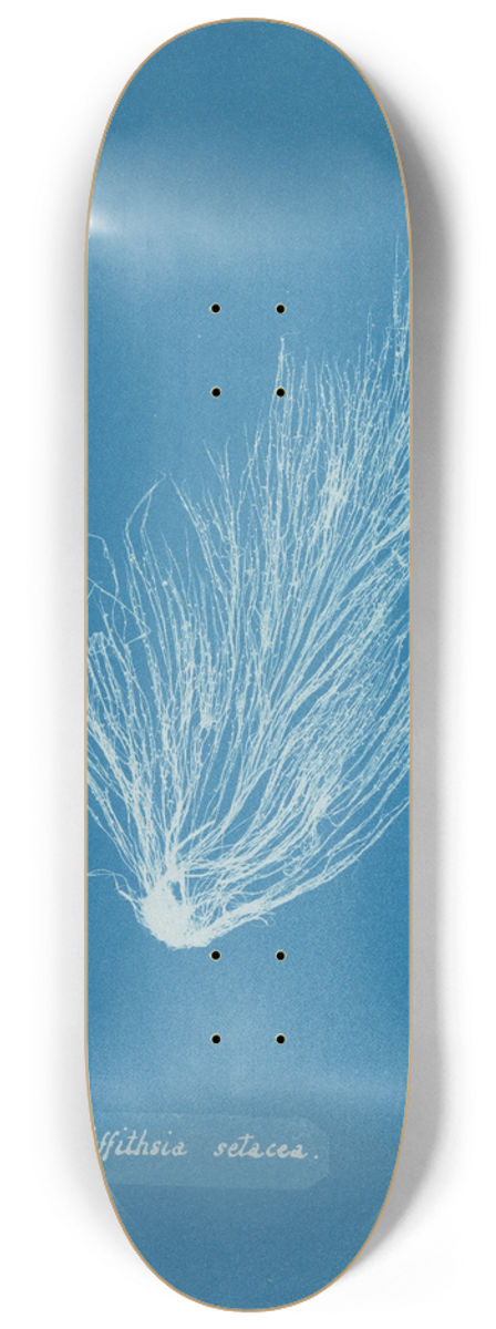 Anna Atkins - Griffithsia setacea 8.25 inch art skate deck
