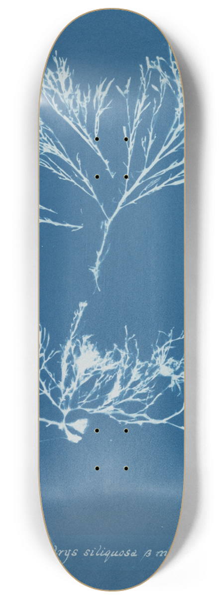 Anna Atkins - Halidrys siliquosa  minor 8.25 inch art skate deck