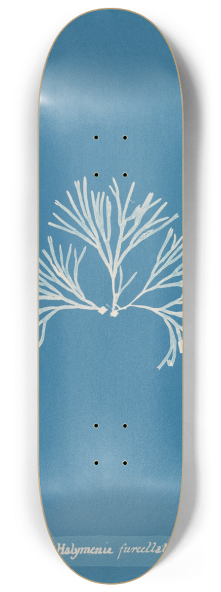 Anna Atkins - Halymenia furcellata 8.25 inch art skate deck