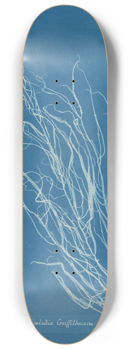 Anna Atkins - Helminthocladia Griffithsiana 8.25 inch art skate deck