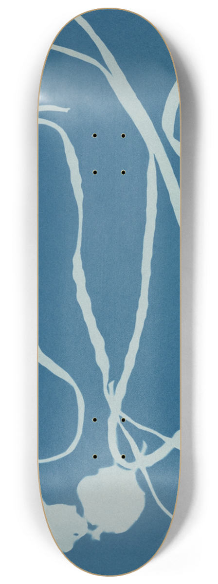 Anna Atkins - Himanthalia lorea 8.25 inch art skate deck