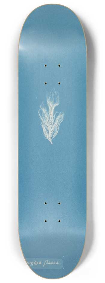 Anna Atkins - Lyngbya flacca 8.25 inch art skate deck