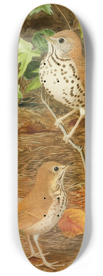 Louis Agassiz Fuertes - Wood Thrush,Hermit Thrush 8.25 inch art skate deck