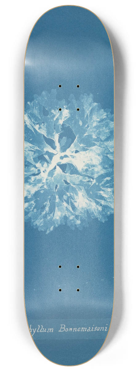 Anna Atkins - Nitophyllum Bonnemaisoni 8.25 inch art skate deck