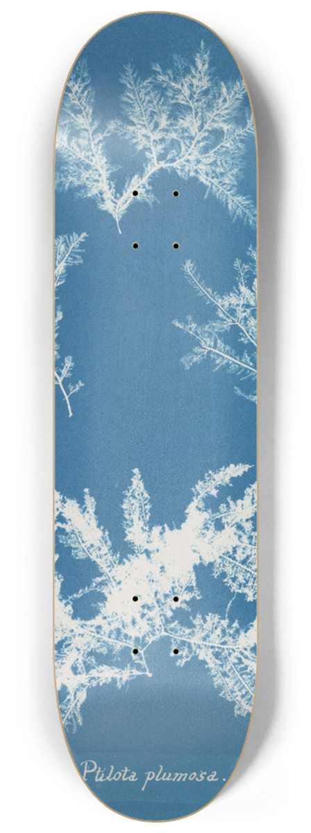 Anna Atkins - Ptilota plumosa 8.25 inch art skate deck