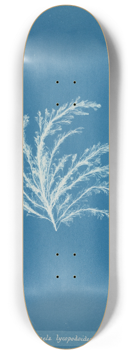 Anna Atkins - Rhodomela lycopodioides 8.25 inch art skate deck